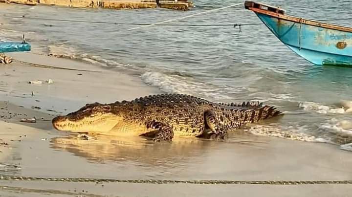 Panik, Buaya Naik Kepemukiman,Warga Harap Pemerintah Lakukan Penangkapan