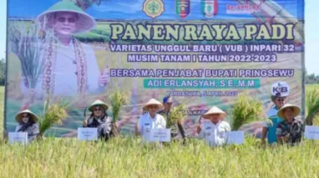 PJ Bupati Pringsewu Hadiri Panen Raya Varietas Unggul Baru (VUB) Inpari 32  Musim Tanam 1 Tahun  2022-2023