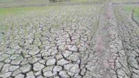Dinas Pertanian Kabupaten Bekasi Mitigasi Dampak Kemarau Fenomena El Nino