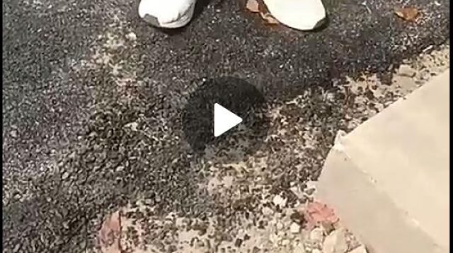 Di Duga Asal Jadi,,Baru Seumur Jagung Pekerjaan Pengaspalan Ambrol