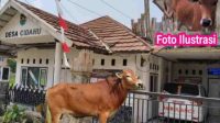 Hebatnya Bantuan Sapi di Desa Cidahu diduga dijual Sudah Sejauh mana Dalam Proses APH