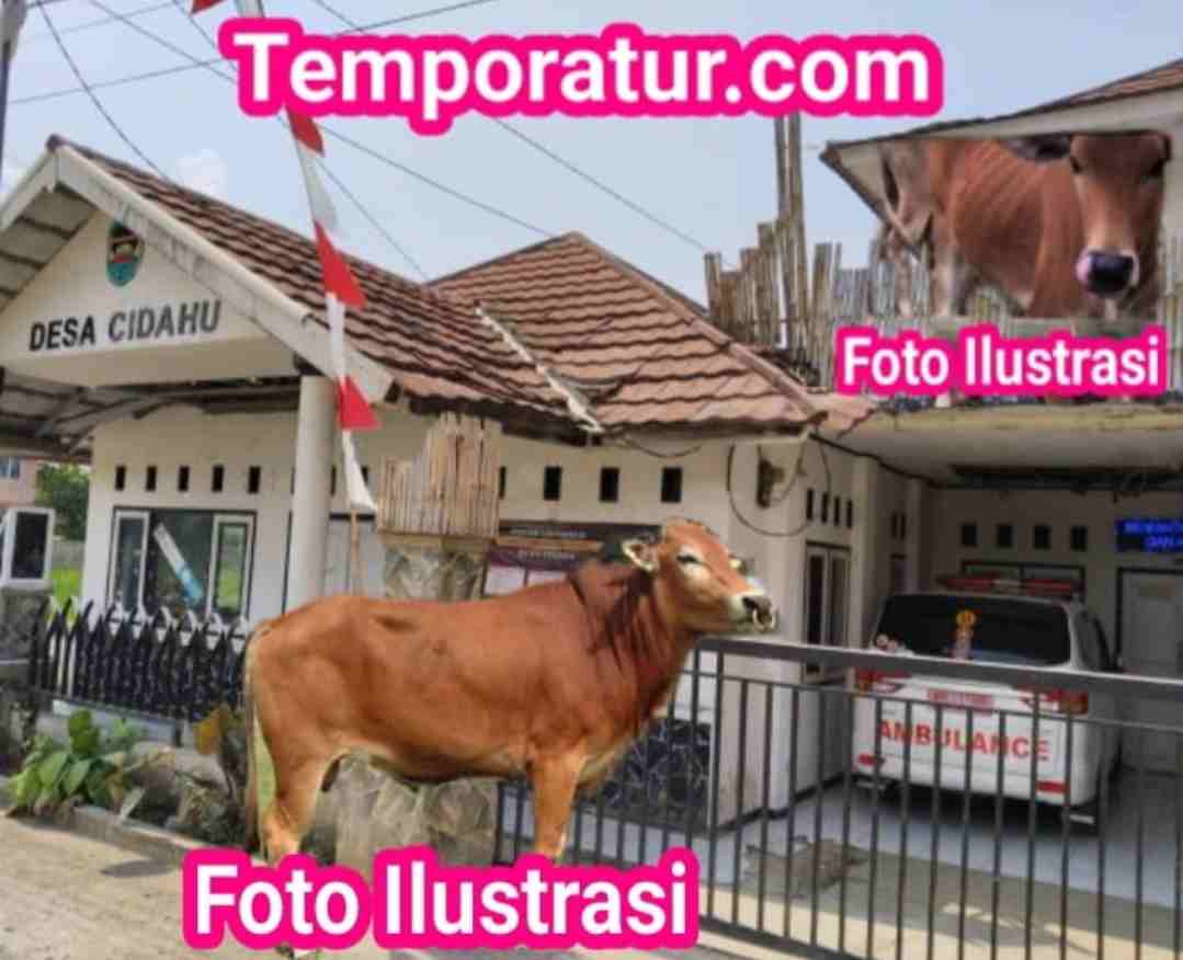 Hebatnya Bantuan Sapi di Desa Cidahu diduga dijual Sudah Sejauh mana Dalam Proses APH