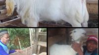 Desa Girimulya Siap Jadi Sentra Kambing Unggulan