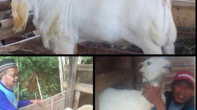 Desa Girimulya Siap Jadi Sentra Kambing Unggulan