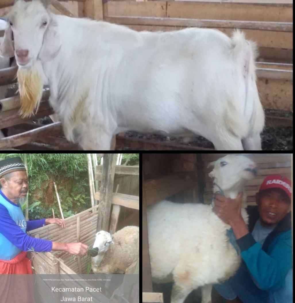 Desa Girimulya Siap Jadi Sentra Kambing Unggulan