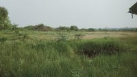 Petani Padi (Opla) Talang Padang, Mengeluhkan Tidak Tersampaikan Bantuan Dari Kementerian