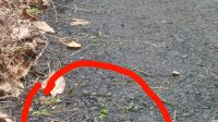 Miris,.! Belum Satu Bulan Dikerjakan Pengaspalan Dalam Kecamatan Abab Sudah di Tumbuhi Rumput