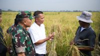 Bey Machmudin: Budi Daya Padi Teknologi Salibu Dapat Tingkatkan Produktivitas Pertanian