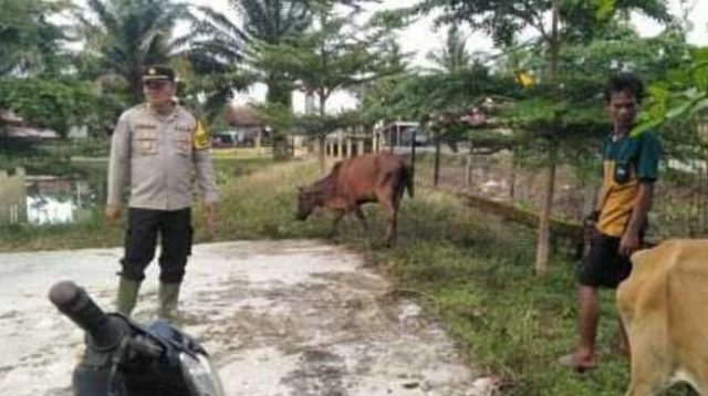 Dampak Luapan Air Sungai Lematang Mengakibat Beberapa Ternak Warga Kecamatan Tanah Abang Mati