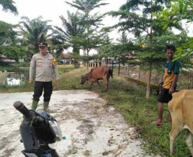 Dampak Luapan Air Sungai Lematang Mengakibat Beberapa Ternak Warga Kecamatan Tanah Abang Mati