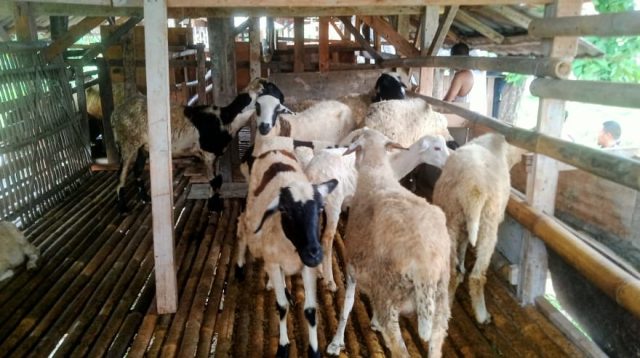 Program Ketahanan Pangan Desa Simpangan Berupa Ternak Sapi dan Kambing