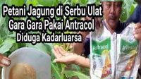 Petani Jagung di Serang Ulat Gara-gara Pakai Obat Antracol Palsu? Petani Jagung di Serang Ulat Gara-gara Pakai Obat Antracol Palsu?