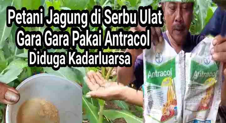 Petani Jagung di Serang Ulat Gara-gara Pakai Obat Antracol Palsu?