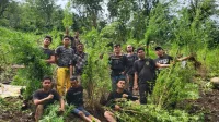 9 jam Berjalan Kaki, Kapolres Empat Lawang Temukan 2 HA Ladang Ganja