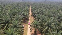 Estimasi Cara Menghitung Produksi dan BJR Kelapa Sawit