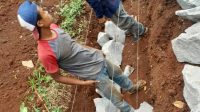 PROYEK PEMELIHARAAN BANGUNAN PENGAMANAN JALAN PAKET 5 DIDUGA AJANG MAIN UANG NEGARA