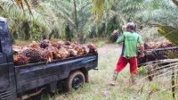 Harga TBS Sawit Kaltim Periode 1- November 2024 Naik