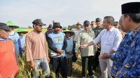 Bey Optimistis Jabar Capai Target Produksi Gabah Kering Giling, Terkesan dengan Integrasi Pertanian di Tukdana