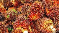 Diduga Kawanan Pencuri Buah Sawit, Satu Tewas di Dor Polisi