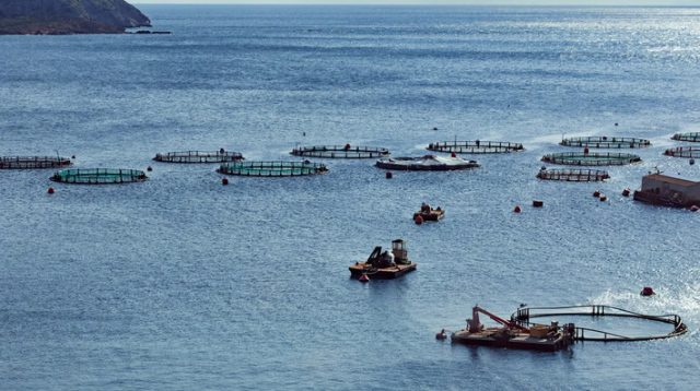 KOLTIVA Gabung Conservation Alliance for Seafood Solutions