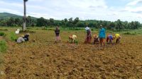 Desa Duko kecamatan Rubaru kabupaten Sumenep, manfaatkan air hujan sebagai sarana pertanian Desa Duko kecamatan Rubaru kabupaten Sumenep, manfaatkan air hujan sebagai sarana pertanian