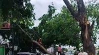 Jalan  Raya Pilar Sukatani Dibuat Macet oleh  Pohon Angsana yang  Roboh 
