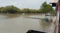 500 Hektar Tambak Bandeng dan Udang di Muaragembong Raib Diterjang Banjir Rob 500 Hektar Tambak Bandeng dan Udang di Muaragembong Raib Diterjang Banjir Rob