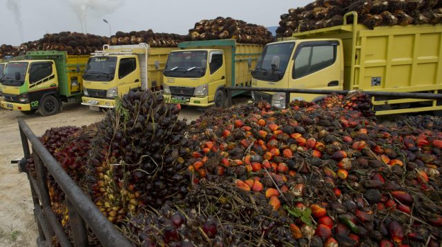 Periode I Januari 2025 Harga TBS Sawit Kaltim Turun Tipis