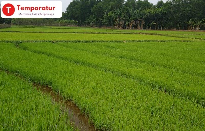 Raperda LP2B Kabupaten Bekasi Legislatif Main Tunggu – tungguan dengan Eksekutif