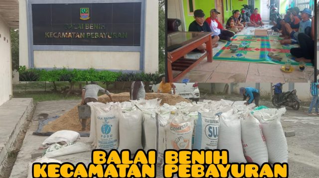 Petani Pengelola Lahan Balai  Benih Kecamatan Pebayuran,  Keluhkan Kebijakan  UPTD yang Tak Berpihak