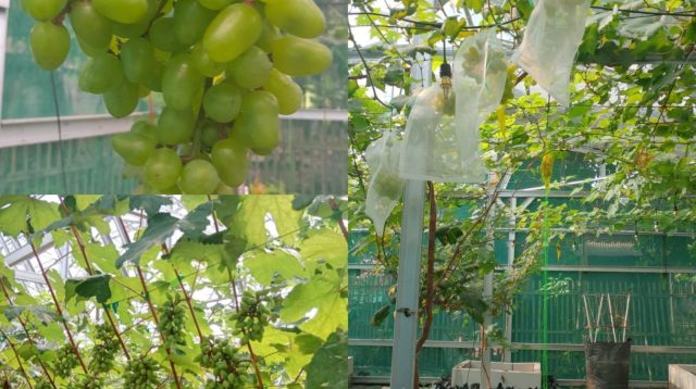 Kades Pantai Bakti : Program Ketahanan Pangan Desa Pantai Bakti: Anggur dan Pete Jadi Fokus Utama Tumbuh Besar