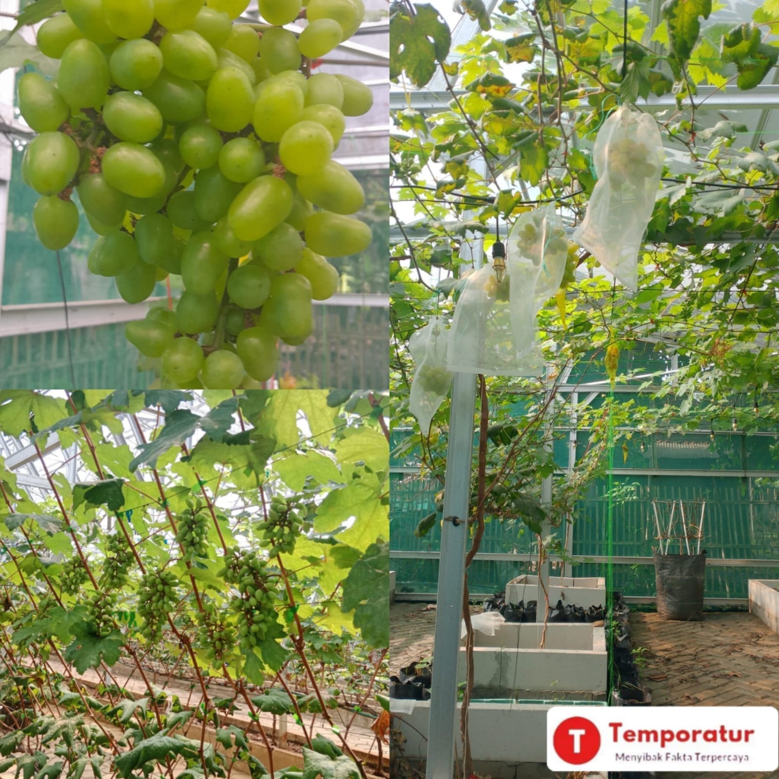 Kades Pantai Bakti : Program Ketahanan Pangan Desa Pantai Bakti: Anggur dan Pete Jadi Fokus Utama Tumbuh Besar