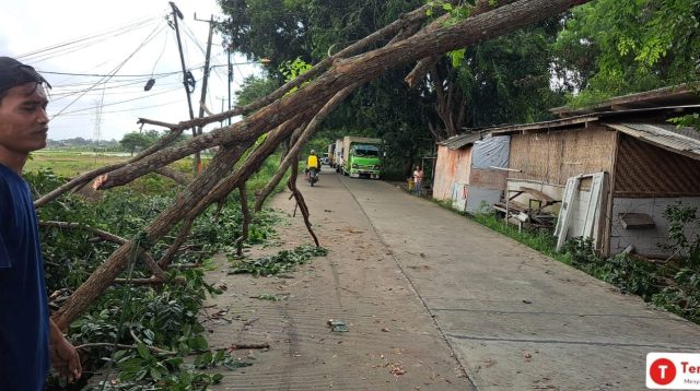 Pohon Tumbang di Jalan Raya Tambelang Membuat Mobil Truk Tidak Bisa Lewat