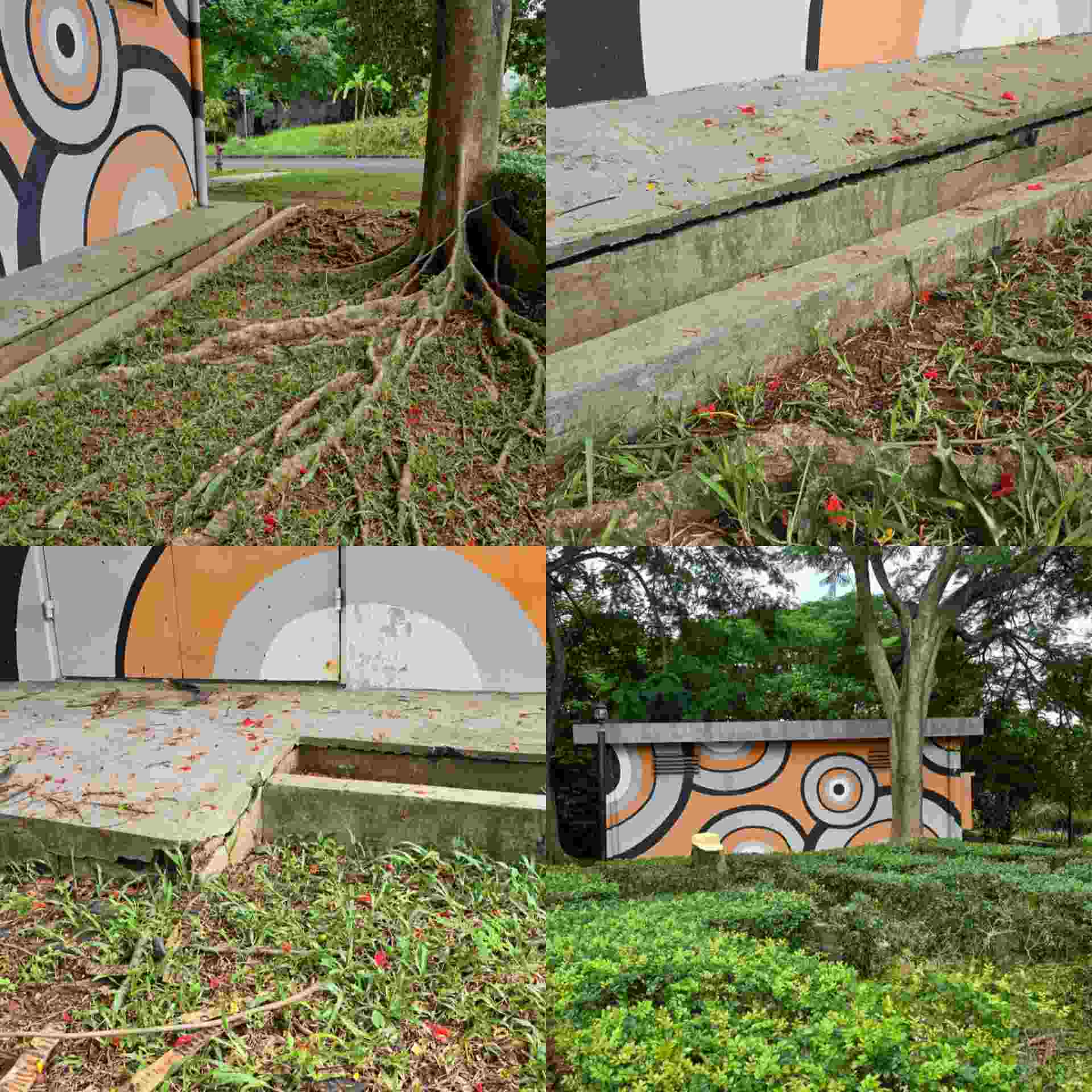 Foto : akar pohon yang sebelum ditebang mengangkat sehingga membuat retak-retak gardu PLN