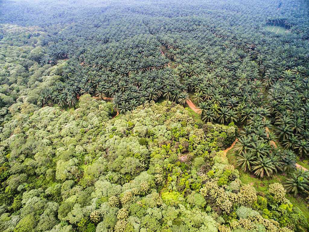 Bahas Sawit di Kawasan Hutan, Presiden Prabowo Gelar Rapat Tertutup Bersama Para Mentri