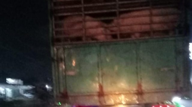 Truk Bermuatan Babi Melintas di Depan Polres Kubu Raya, Warga Protes Keras: Bau Menyiksa!