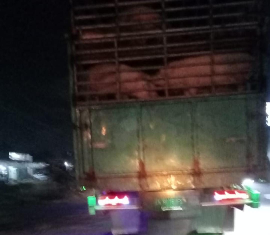 Truk Bermuatan Babi Melintas di Depan Polres Kubu Raya, Warga Protes Keras: Bau Menyiksa!