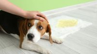 Underpad Anjing Unicharm Pet: Jenis, Manfaat, dan Cara Menggunakannya Underpad Anjing Unicharm Pet: Jenis, Manfaat, dan Cara Menggunakannya