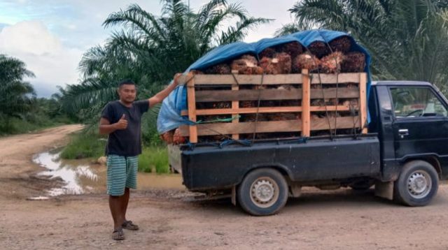 Akibat CPO Alami Penurunan, Harga TBS Sawit di Kaltim Ikut Terdampak