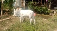 Waduh, Kemana Sapi dan Domba? Penggunaan Dana Desa untuk Ketahanan Pangan di Sukamakmur Disorot Publik