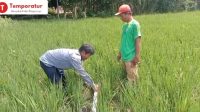 Korluh Pertanian Tunjukkan Video Saluran Pipanisasi Poktan Al-Muhaimin, Ormas Laki Tuding Tak Tepat Sasaran
