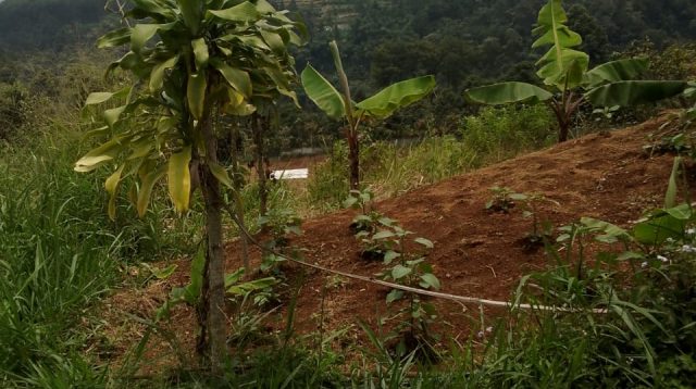Maraknya Alih Fungsi Lahan di Puncak Pancawati, Disinyalir Ulah Oknum “MAFIA” Main Mata Dengan Pejabat Terkait