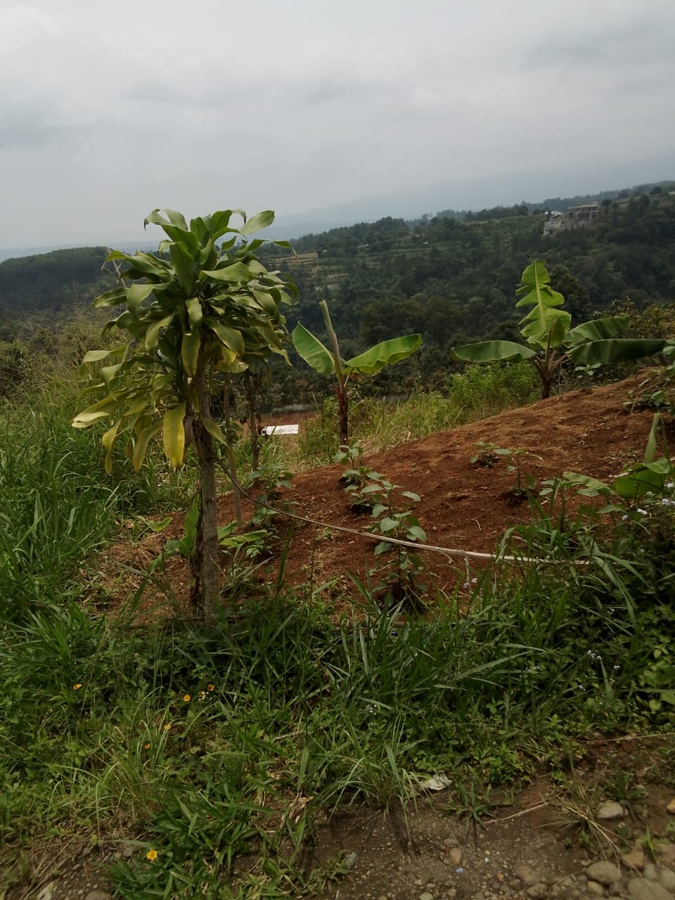 Maraknya Alih Fungsi Lahan di Puncak Pancawati, Disinyalir Ulah Oknum “MAFIA” Main Mata Dengan Pejabat Terkait