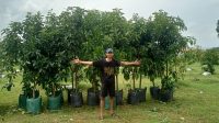 Korluh Kecamatan Saronggi Kabupaten Sumenep  himbau para petani memanfaatkan lahan kering menjadi produktif dengan menanam jenis buah-buahan