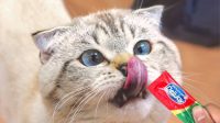 Cara Memberikan Treats Kucing yang Benar: Jangan Asal Kasih!