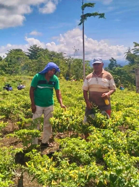 Keterangan foto: Ibrahim Paisuli, petani di Negeri Assilulu, Kecamatan Leihitu, Kabupaten Maluku Tengah