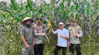 Kapolres Melawi Pantau Progres Pertumbuhan Jagung