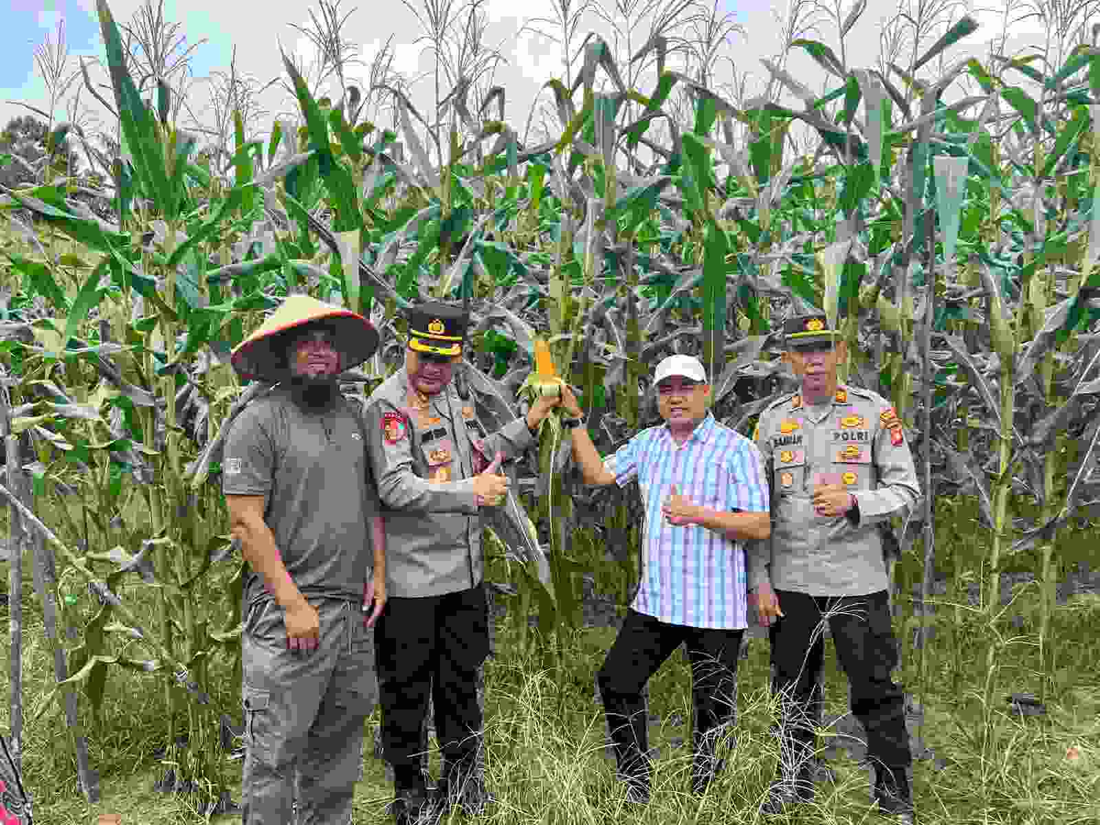 Kapolres Melawi Pantau Progres Pertumbuhan Jagung