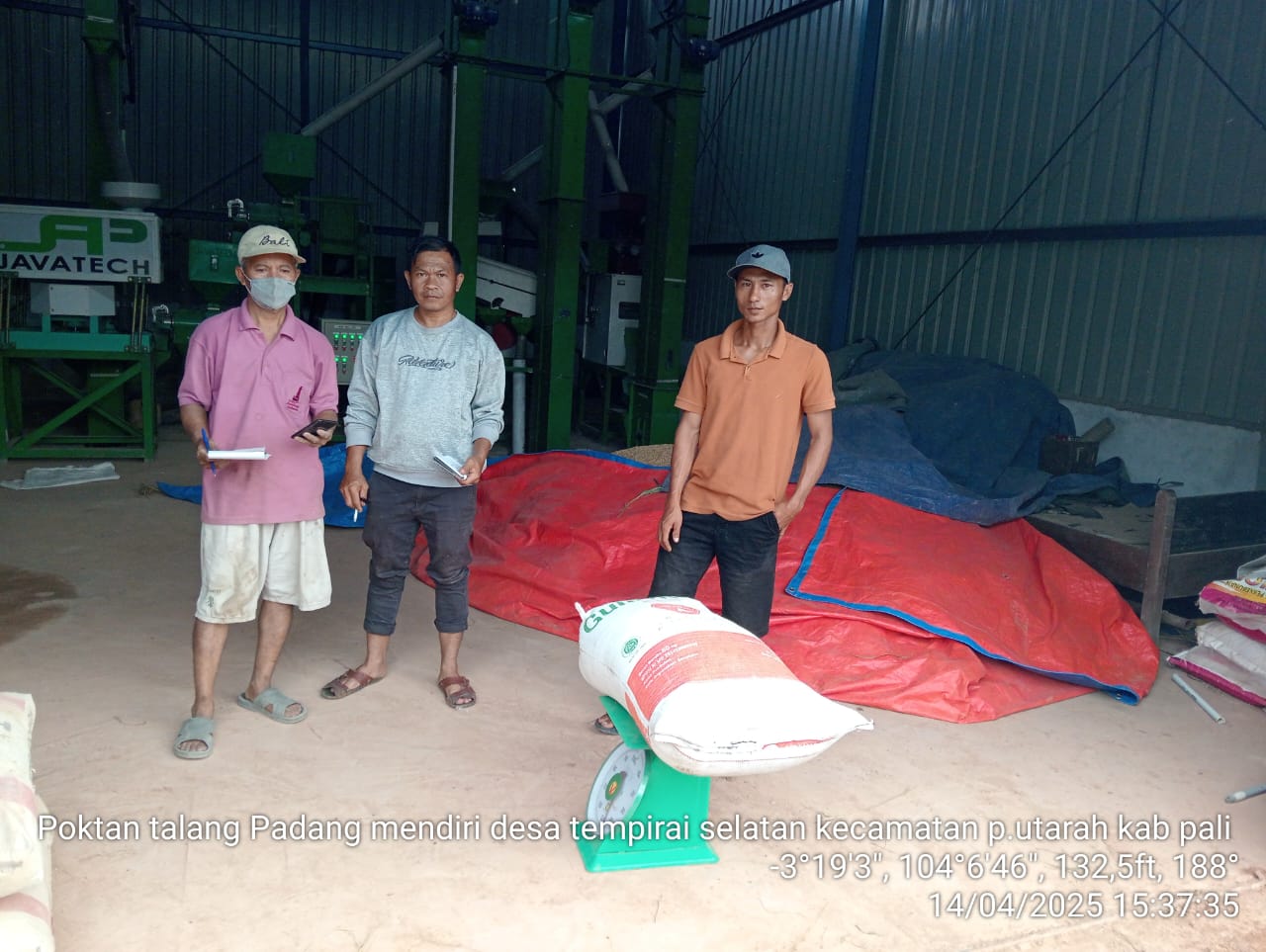 Dinas Pertanian Kabupaten PALI Melalui Maklon Bulog Membeli Hasil Panen Petani Padi