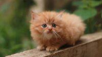 Kitten Persia Suka Apa? Tips Membuatnya Nyaman di Rumah